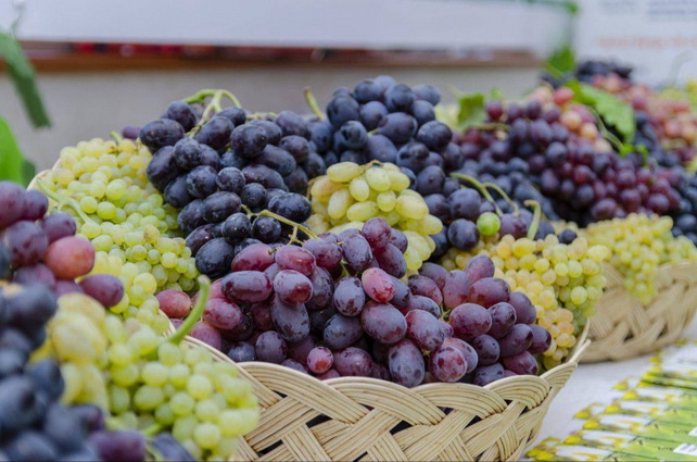 Grape Production in Uzbekistan Up 7.8% in First Half of 2025