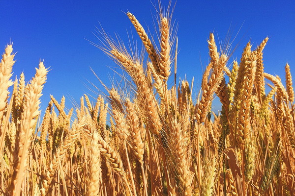 What are the expected minimum prices for the grain harvest in 2022