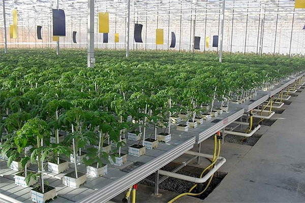 Large greenhouse complex based on hydroponic technology launched in Ferghana region