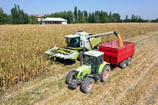 Uzbekistan grows 8.2 million tons of grain and 3.8 million tons of cotton in 2023