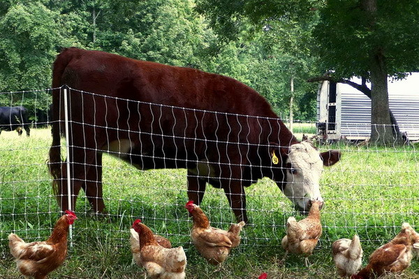 Number of livestock and birds in the Republic of Karakalpakstan