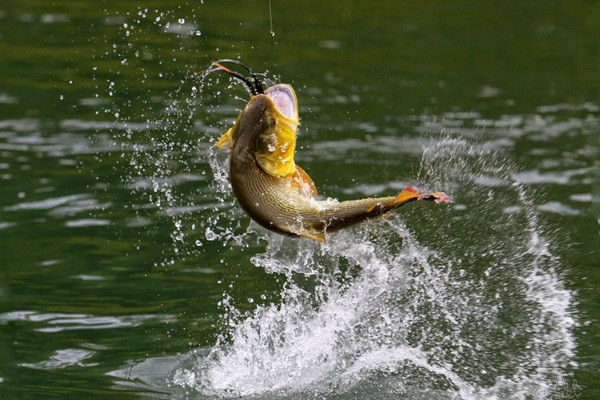 Rules for fishing in natural bodies of water have been approved
