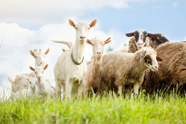 Tax benefits for breeding subjects have been extended in Uzbekistan