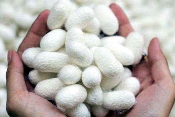 Узбекистан вводит субсидии для производителей коконов шелкопряда