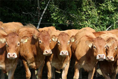 Узбекистан в 1 кв. 2012 г. произвел сельхозпродукции на 1,812 трлн. сумов