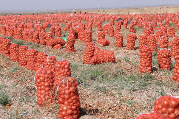 A new record for onion cultivation has been set: up to 150 tons were collected from each hectare