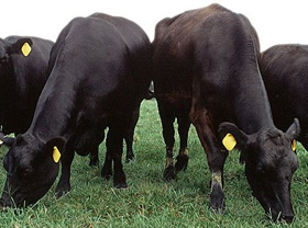 Israeli experts help Uzbekistan to improve livestock breeding 