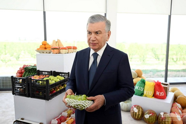 Some 450 hectares of intensive orchards created in Quvasoy