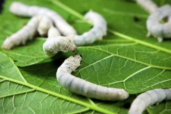 Subsidies are provided to silkworm grenade producers