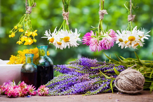 New facilitated conditions have been introduced for enterprises processing medicinal plants