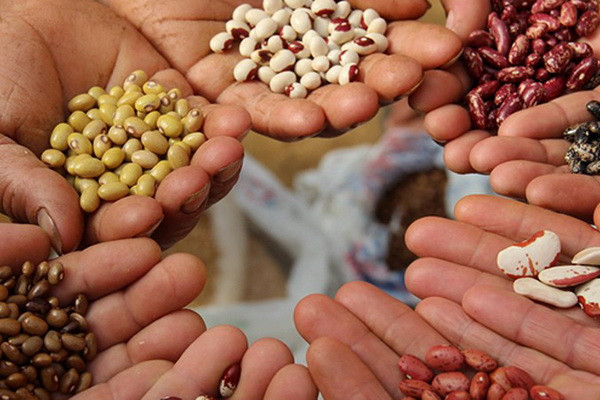 Regulations for the certification of seeds of agricultural crops approved