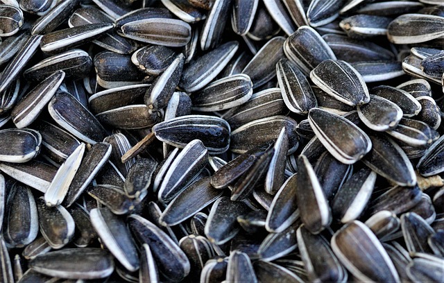 Uzbekistan lifts ban on sunflower seed exports