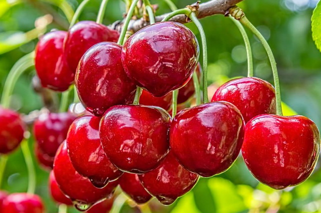 Ferghana begins cherry exports