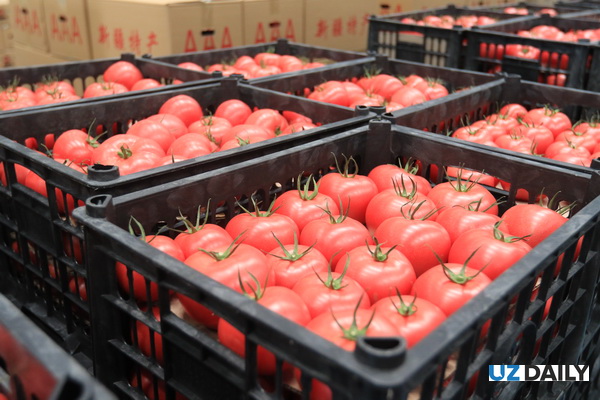 Узбекистан экспортировал 45,2 тыс. тонн помидоров