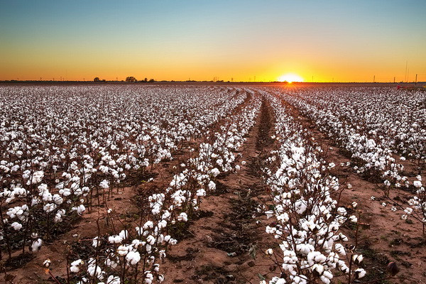 Sowing of cotton and soybean seeds continues in the republic