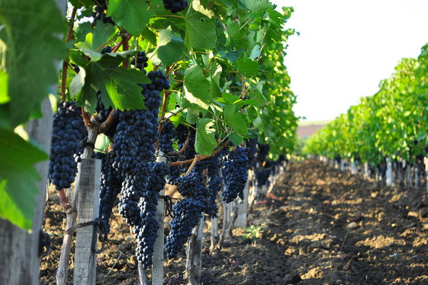 Another type of subsidizing viticulture has been established