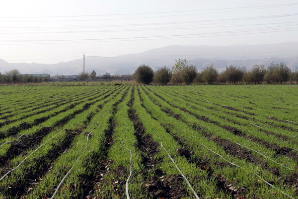 Inspectorate for control over the agro-industrial complex transferred to the Ministry of Agriculture