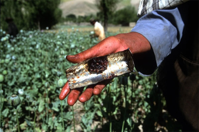 UN agency issues urgent call to action as Afghan opium cultivation hits record high