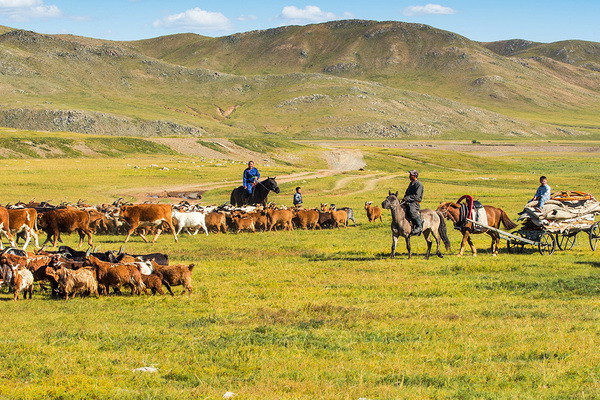 В Монголии погибло более 2,1 млн голов скота от белого и железного дзуда