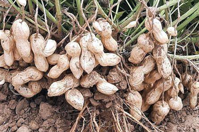 Peanut exports increased by 47.6%