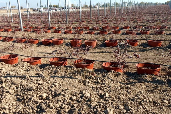 A project to grow berries worth US$30 million is being implemented in Andijan region