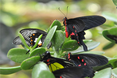 Butterflies House opens at Tashkent Zoo