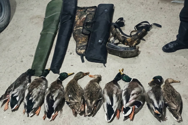 Illegal Hunting of Wild Ducks Uncovered in Syrdarya Region
