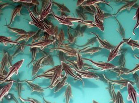 Узбекистан готовится к массовому выращиванию осетровых