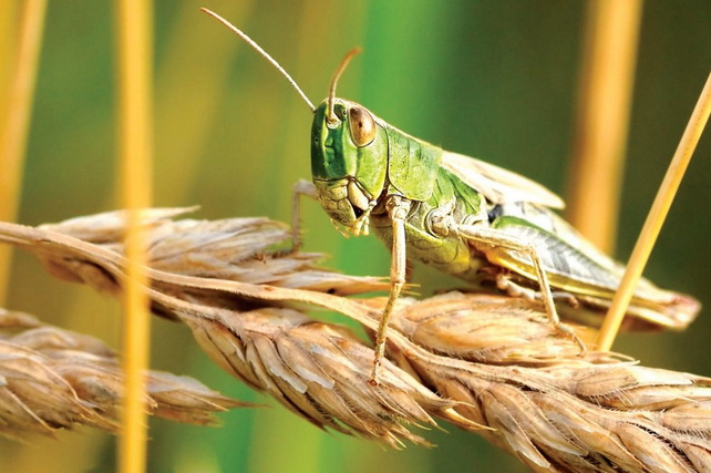 В Узбекистане началась массовая борьба с марокканской саранчой