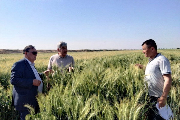 A field seminar on testing seed crops of grain crops was held in Kashkadarya