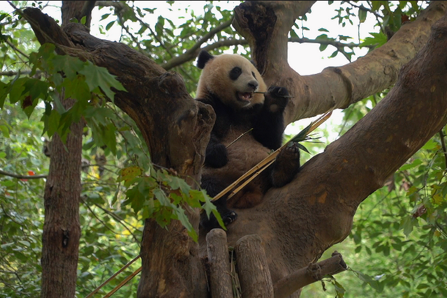 Giant panda strengthens friendship between China and Russia