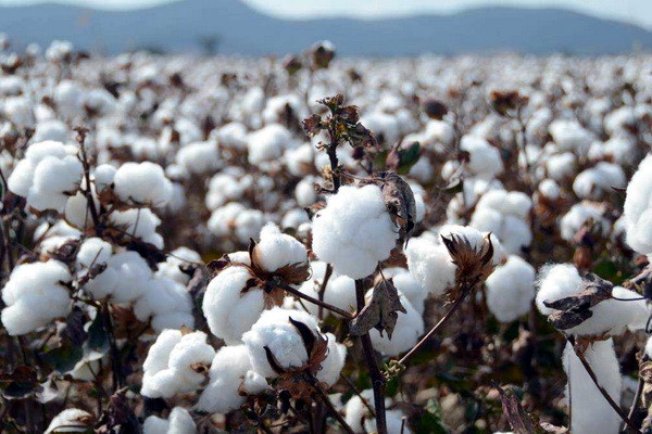 Cotton producers are given the right to pay VAT in installments