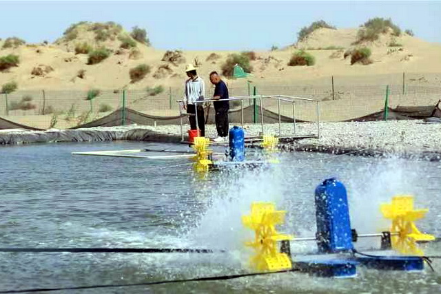 Sea Delicacies from the depths of the Taklamakan desert