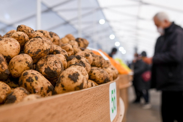Potato imports increased by almost 42,000 tons