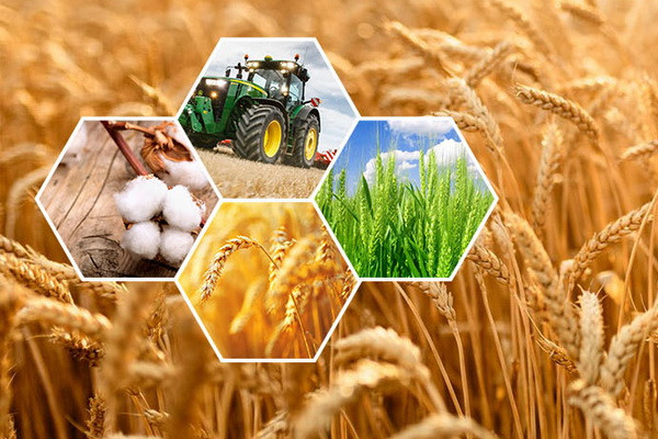 The function of procuring certified seeds is gradually transferred to cotton-textile clusters and private seed-growing enterprises