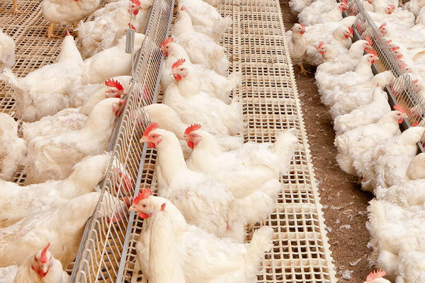 The number of birds in all categories of farms in Uzbekistan reached 97.2 million heads