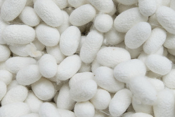 Anhui Mulberry Biotechnology plans to build a cocoon processing plant in Uzbekistan