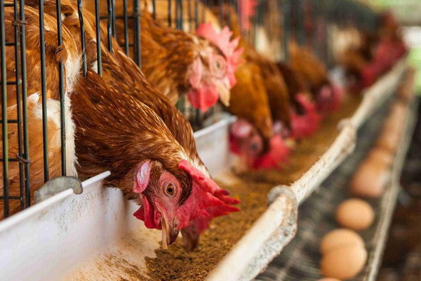 Uzbekistan plans to reduce the cost of chicken meat by 10%