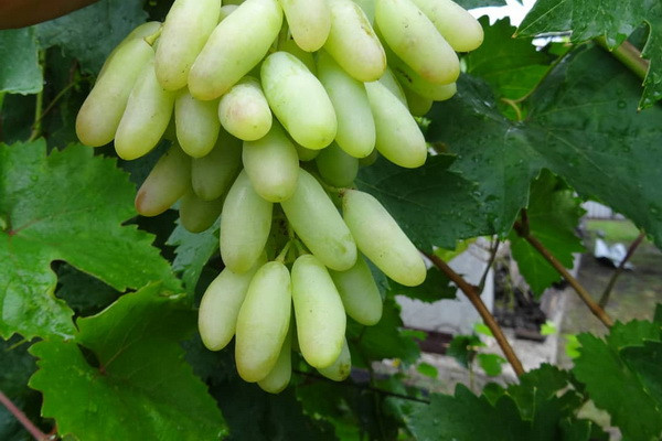 Some 250 tons of grapes from Ferghana to be delivered by plane to New York