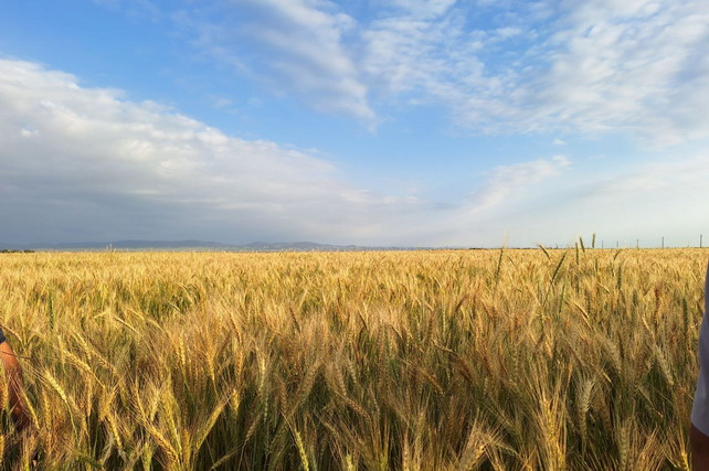 FAO Food Price Index rises in October, its steepest climb in over a year