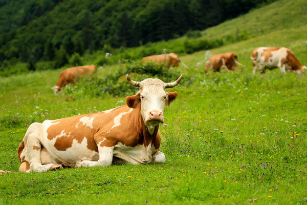Does the price of meat depend on rainfall?
