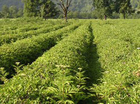В Узбекистане будут выращивать чай
