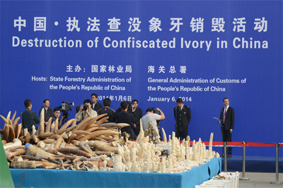 China destroys over 6 tonnes of confiscated elephant ivory