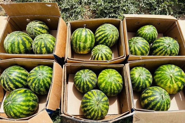 Uzbekistan Increases Watermelon Exports by 67.7%