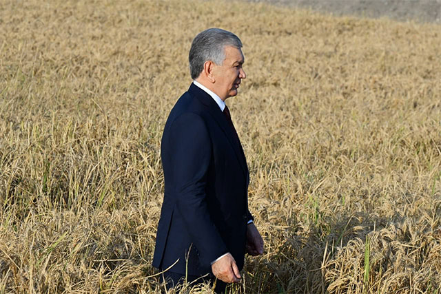 Президент Узбекистана ознакомился с работой рисоводческого кластера «TCT Rice» в Ташкентской области
