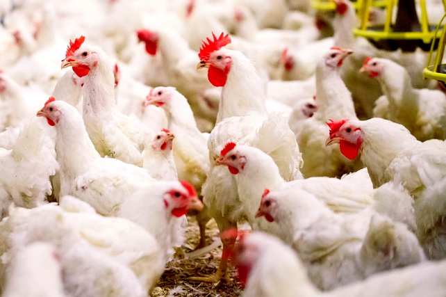 Uzbekistan Produced Over 310 Thousand Tons of Poultry Meat in 2024