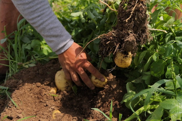 For the harvest of 2022, it is planned to plant 243 thousand hectares of potatoes in all categories of farms