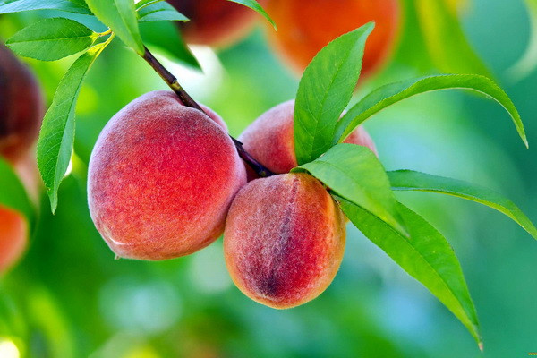 How peaches are processed: drying, storage of pits and cold-pressed seed oil