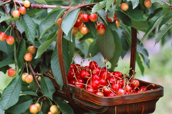 The number of plantations with export-oriented cherries is growing