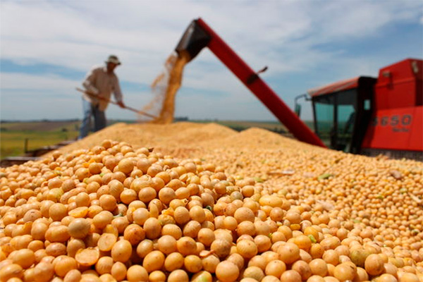 Учёные Узбекистана вывели три новых сорта сои